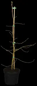 carpinus betulus (100-125 cm) - afbeelding 2