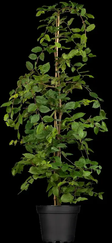 carpinus betulus (100-125 cm) - afbeelding 4