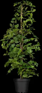 carpinus betulus (100-125 cm) - afbeelding 4