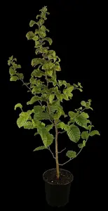 carpinus betulus (100-125 cm) - afbeelding 5