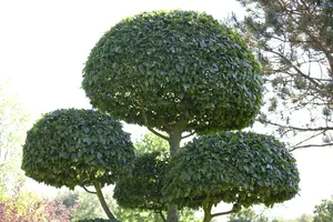 Carpinus betulus 14/16 BEVEERD DKL - afbeelding 4