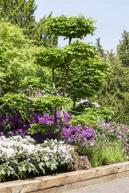 Carpinus betulus 250-300 KLUIT - afbeelding 1