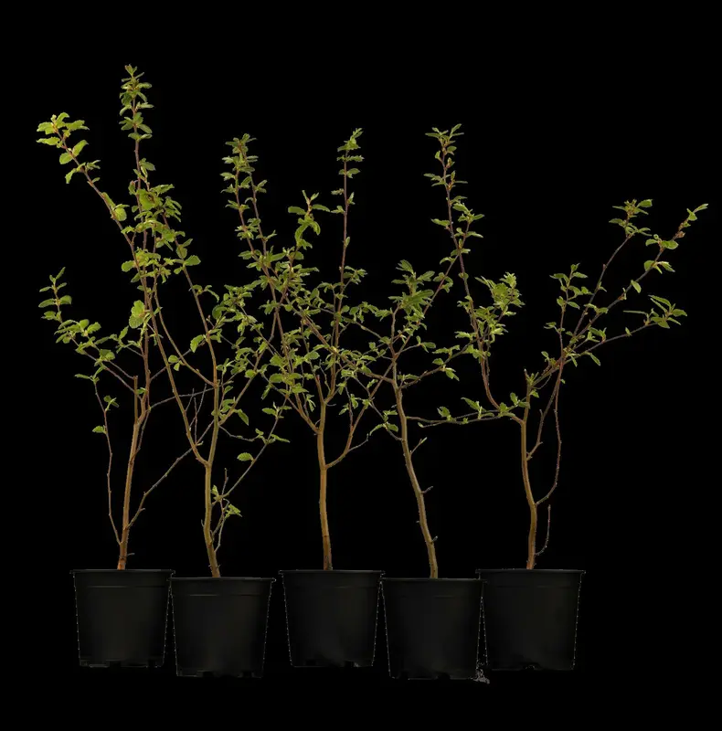 carpinus betulus (80-100 cm) - afbeelding 3