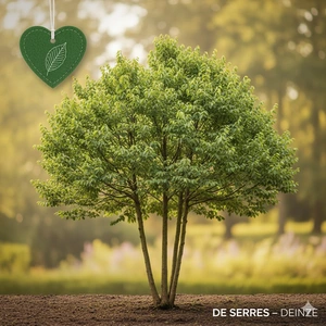 Carpinus japonica  (200-250)