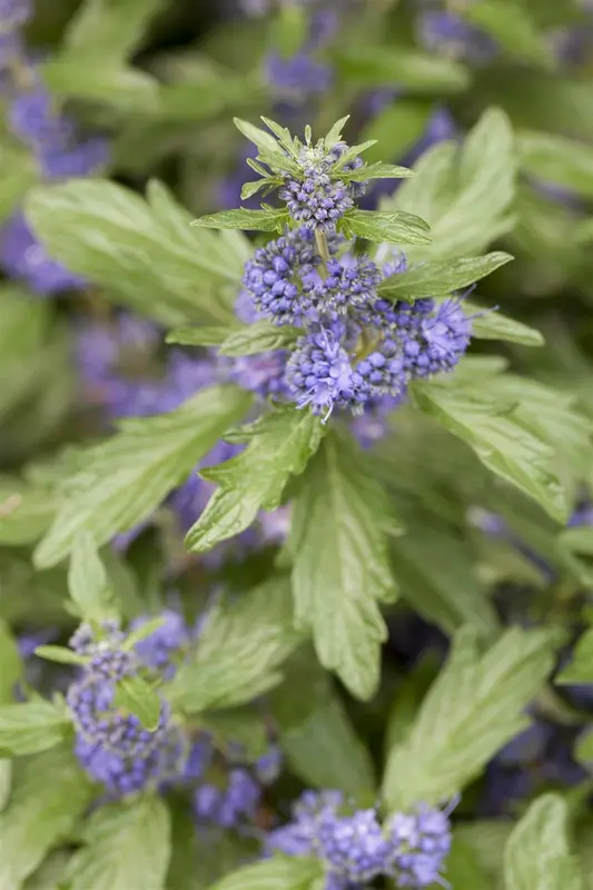 Caryopteris cland. 'Blue Fountain'® 30- 40   C - afbeelding 3