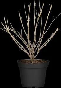 Caryopteris cland. 'Blue Fountain'® 30- 40   C - afbeelding 5