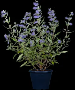 Caryopteris cland. 'Blue Fountain'® 30- 40   C - afbeelding 4
