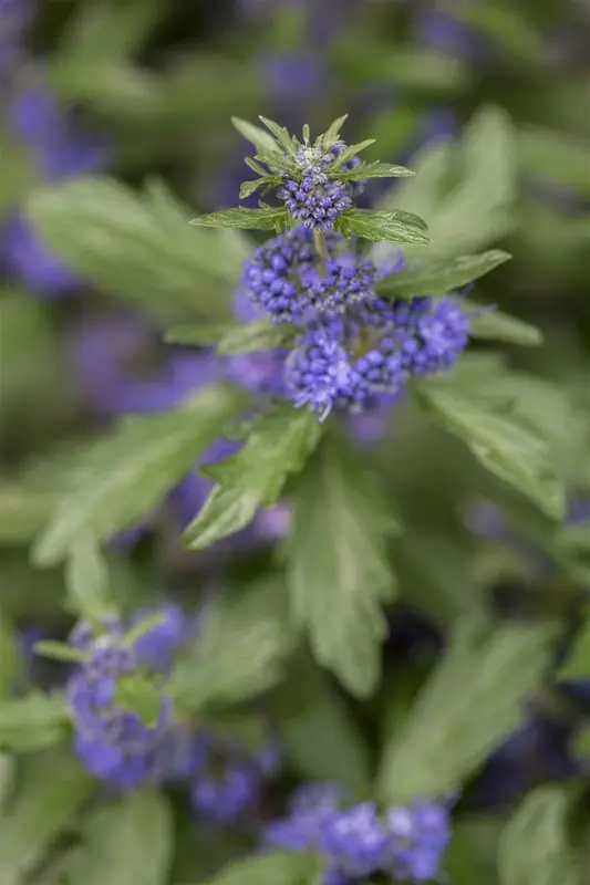 Caryopteris cland. 'Camara Dark Blue' 30- 40   C - afbeelding 1
