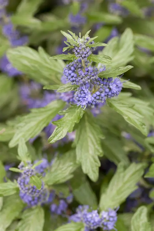 Caryopteris cland. 'Camara Dark Blue' 30- 40   C - afbeelding 2