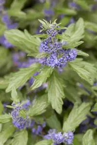 Caryopteris cland. 'Camara Dark Blue' 30- 40   C - afbeelding 2