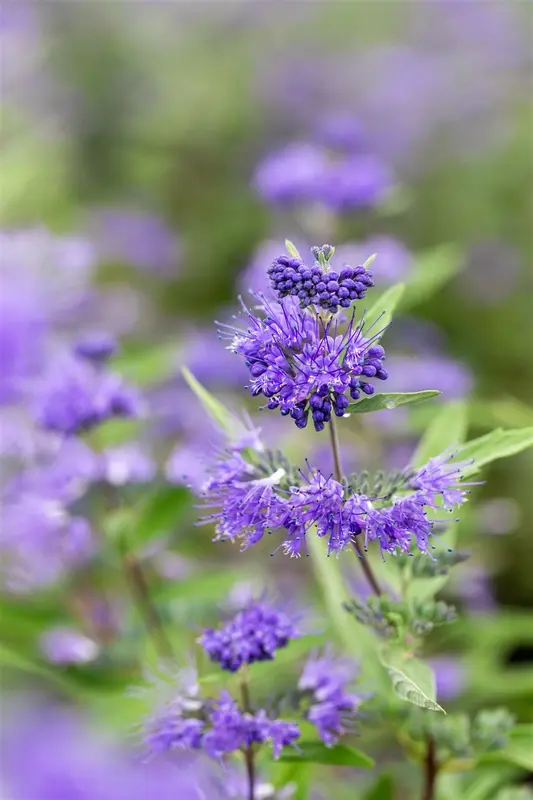 Caryopteris cland. 'Dark Knight' 30- 40   C - afbeelding 1
