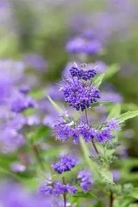 Caryopteris cland. 'Dark Knight' 30- 40   C - afbeelding 1