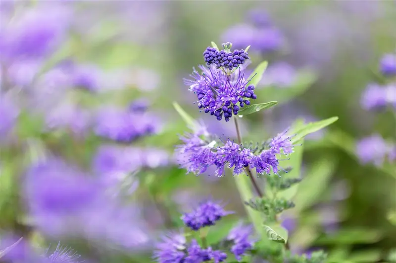 Caryopteris cland. 'Dark Knight' 30- 40   C - afbeelding 2