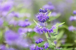 Caryopteris cland. 'Dark Knight' 30- 40   C - afbeelding 2