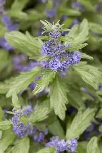 Caryopteris cland. 'Good As Gold'® 30- 40   C - afbeelding 3