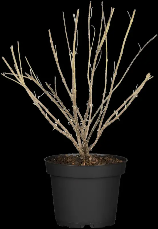 Caryopteris cland. 'Good As Gold'® 30- 40   C - afbeelding 5