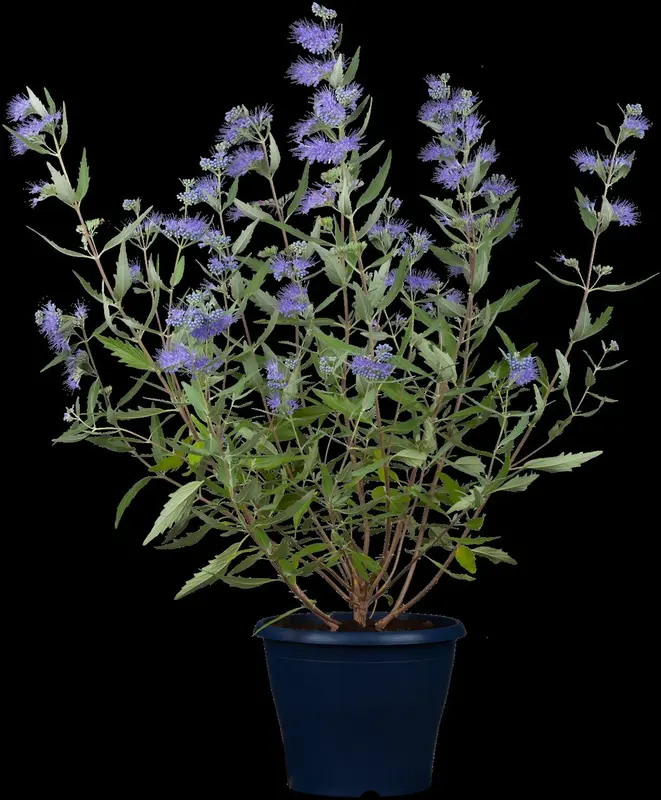 Caryopteris cland. 'Good As Gold'® 30- 40   C - afbeelding 4