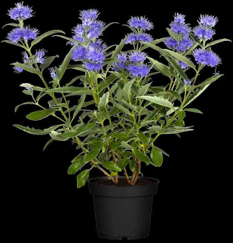 Caryopteris cland. 'Good As Gold'® 30- 40   C - afbeelding 1