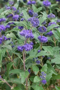 Grand Bleu - afbeelding 2