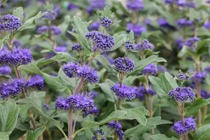 Grand Bleu - afbeelding 2
