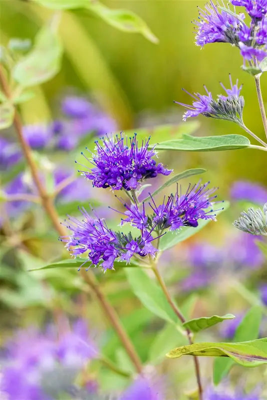 Caryopteris cland. 'Heavenly Blue' 40- 50   C - afbeelding 1