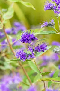 Caryopteris cland. 'Heavenly Blue' 40- 50 C