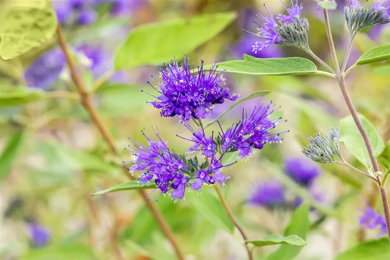 Caryopteris cland. 'Heavenly Blue' 40- 50   C - afbeelding 2