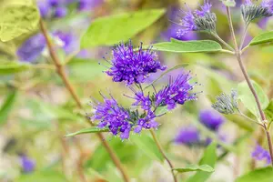 Caryopteris cland. 'Heavenly Blue' 40- 50   C - afbeelding 2