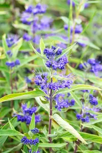Caryopteris cland. 'Kew Blue' 30- 40   C - afbeelding 4