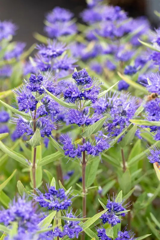 Caryopteris cland. 'Kew Blue' 30- 40   C - afbeelding 2