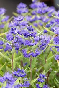 Caryopteris cland. 'Kew Blue' 30- 40   C - afbeelding 2