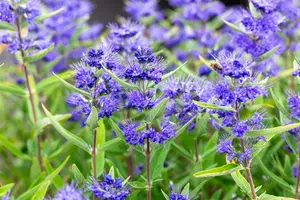Caryopteris cland. 'Kew Blue' 30- 40 C