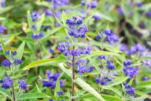 Caryopteris cland. 'Kew Blue' 30- 40   C - afbeelding 3