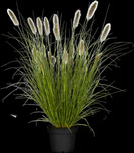 pennisetum alop. 'cassian' P9 - afbeelding 3