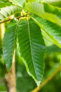 Castanea sat. 'Bouche de Betizac' 10/12 HO C - afbeelding 2