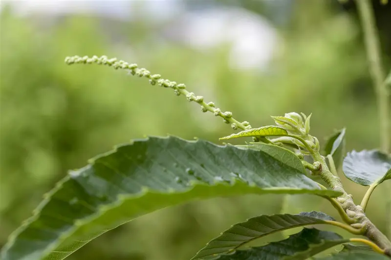 Castanea sat. 'Bouche de Betizac' 200-250   C15 - afbeelding 1