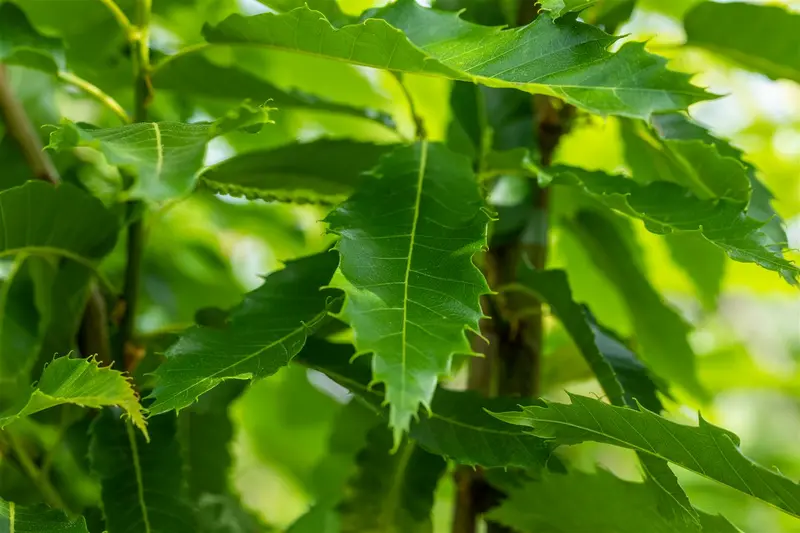 Castanea sat. 'Lyon' 10/12 HO C - afbeelding 2