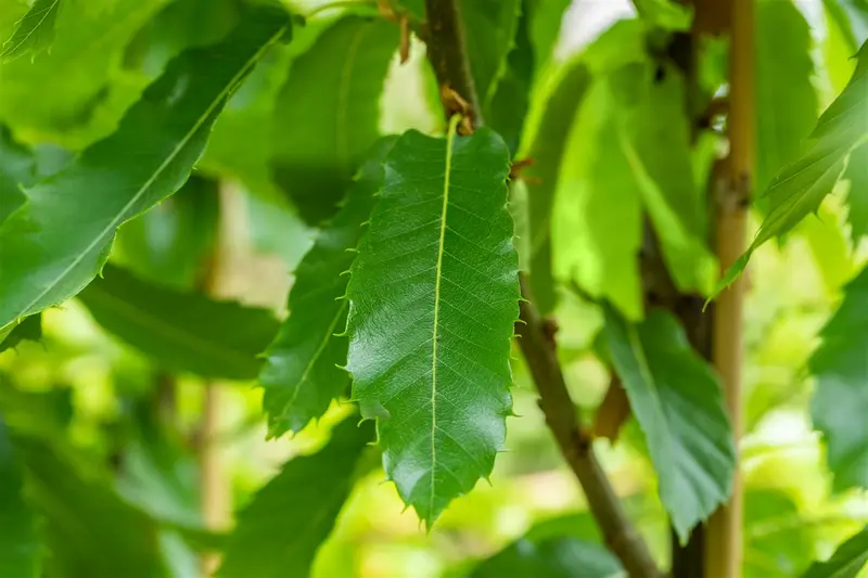 Castanea sat. 'Lyon' 10/12 HO C - afbeelding 3