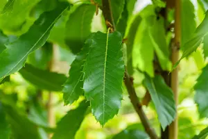 Castanea sat. 'Lyon' 10/12 HO C - afbeelding 3