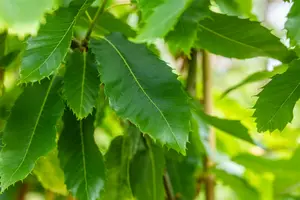 Castanea sat. 'Lyon' 10/12 HO C - afbeelding 4