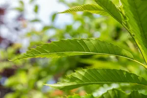 Castanea sat. 'Lyon' 10/12 HO C - afbeelding 5