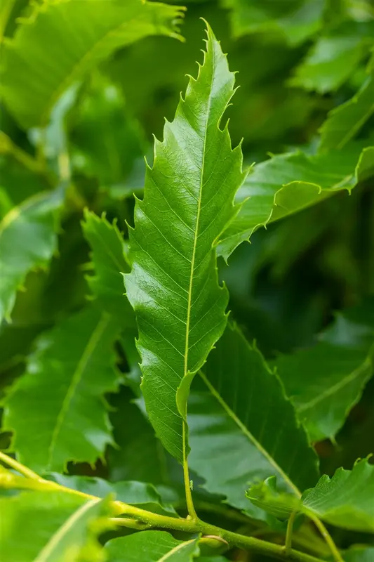 castanea sat. 'lyon' - afbeelding 3
