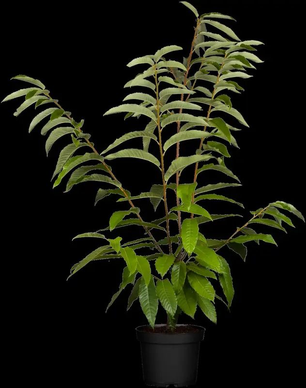 castanea sat. 'lyon' - afbeelding 2