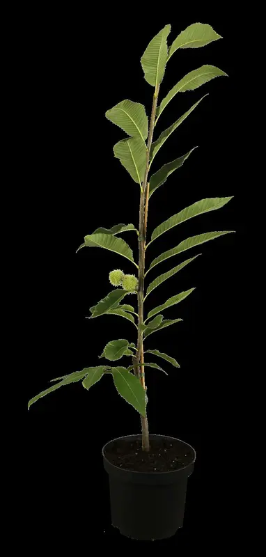 castanea sat. 'lyon' - afbeelding 1