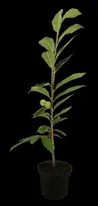 castanea sat. 'lyon' - afbeelding 5