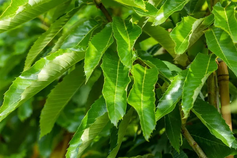 Castanea sat. 'Marigoule' HALFST.  C15 - afbeelding 1