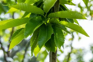 Castanea sat. 'Marigoule' HALFST.  C15 - afbeelding 2