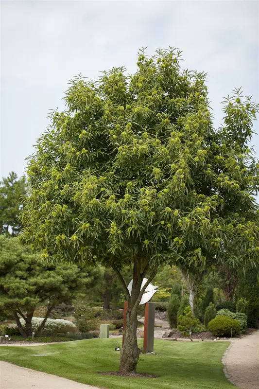 castanea sativa (150-175 cm) - afbeelding 2