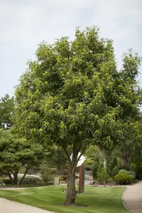 castanea sativa (150-175 cm) - afbeelding 2
