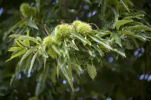 castanea sativa (150-175 cm) - afbeelding 5